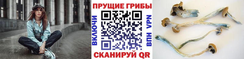 Купить закладки  Бакал  Псилоцибиновые грибы прущие грибы 